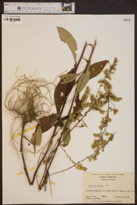 Solidago boottii image