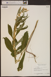 Solidago curtisii image