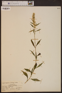 Solidago curtisii image