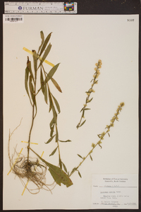 Solidago erecta image