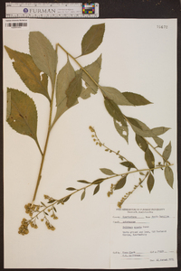 Solidago erecta image