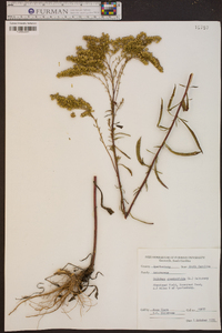 Solidago graminifolia image