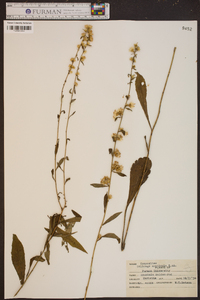 Solidago monticola image