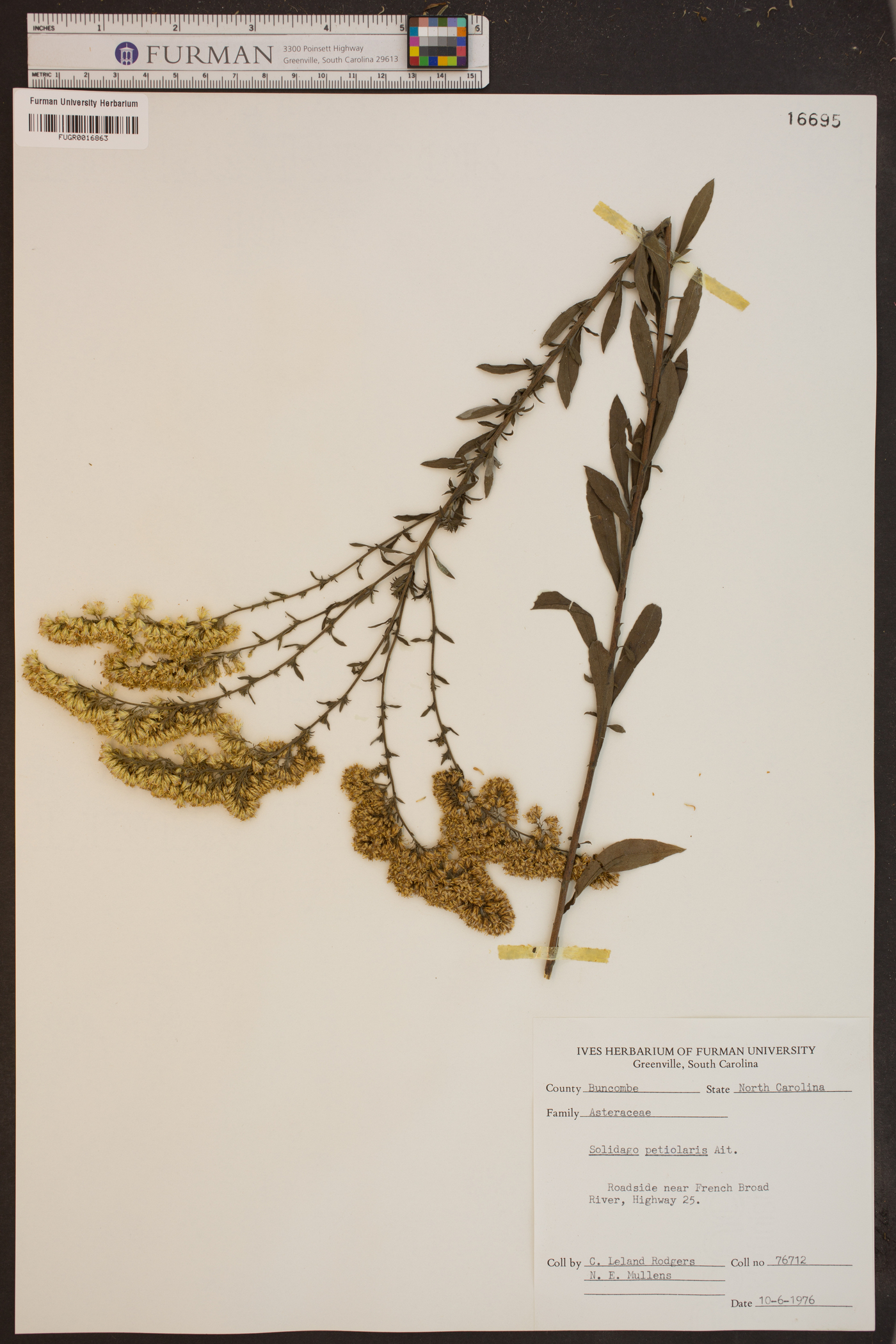 Solidago petiolaris image