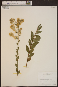 Solidago petiolaris image