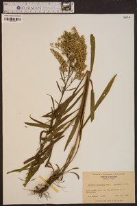 Solidago pinetorum image