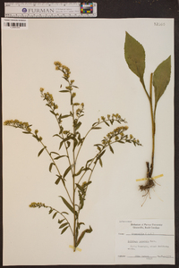 Solidago puberula image