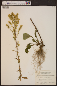 Solidago speciosa image