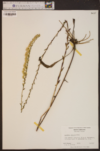 Solidago stricta image