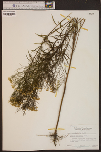 Solidago tenuifolia image