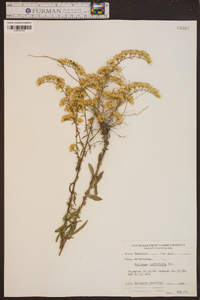 Solidago tortifolia image