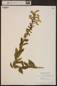 Solidago aspera image