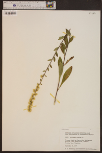 Solidago bicolor image