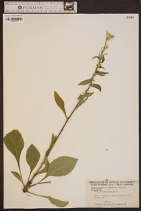 Solidago bicolor image