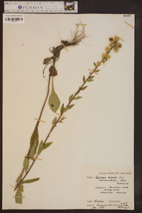 Solidago bicolor image