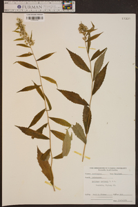 Solidago curtisii image