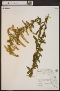 Solidago fistulosa image