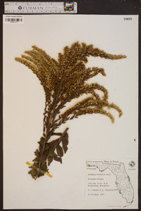 Solidago fistulosa image