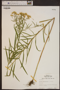 Solidago graminifolia image