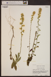 Solidago hispida image