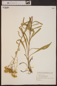 Solidago nitida image