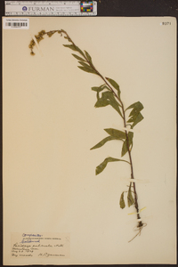 Solidago puberula image