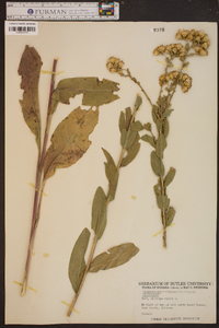 Solidago rigida image