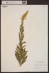 Solidago sempervirens var. mexicana image