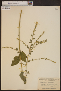 Solidago sphacelata image