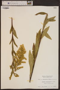 Solidago uniligulata image