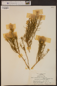 Ericameria teretifolia image