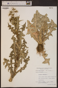 Sonchus oleraceus image