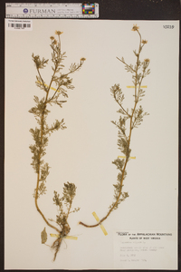 Tanacetum vulgare image