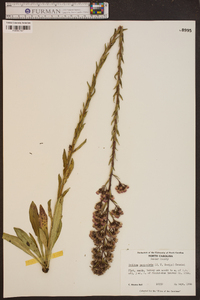 Trilisa paniculata image