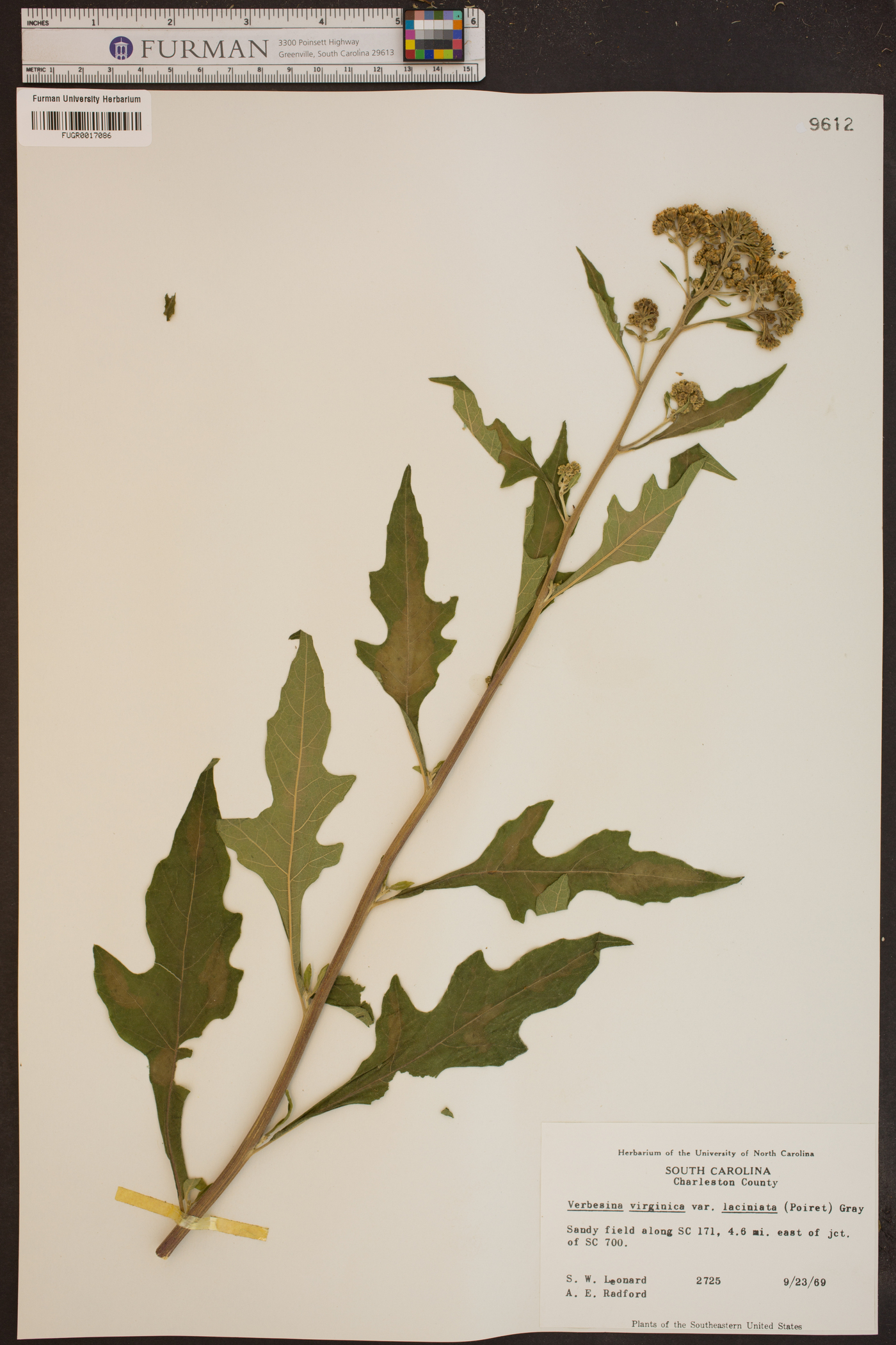 Verbesina virginica var. laciniata image