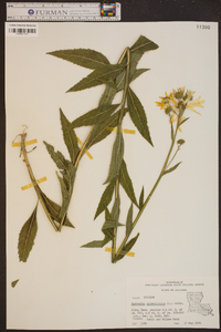 Verbesina alternifolia image