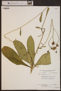 Vernonia acaulis image