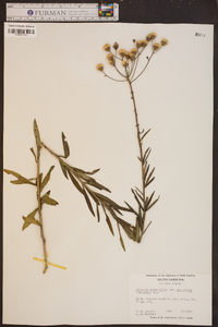 Vernonia angustifolia var. scaberrima image