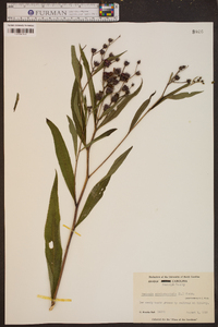 Vernonia noveboracensis image