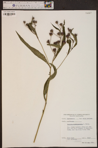 Vernonia noveboracensis image