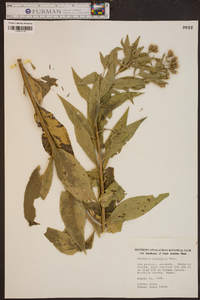 Vernonia baldwinii image