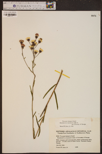 Vernonia blodgettii image