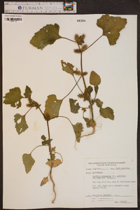 Xanthium strumarium var. glabratum image