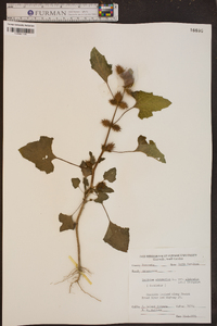 Xanthium strumarium var. glabratum image