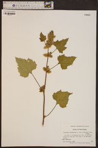 Xanthium strumarium var. glabratum image