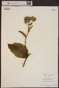 Parthenium integrifolium image