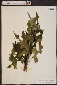 Lactuca floridana image