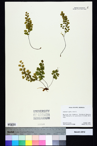 Adiantum capillus-veneris image