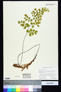 Adiantum capillus-veneris image