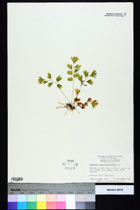 Adiantum capillus-veneris image